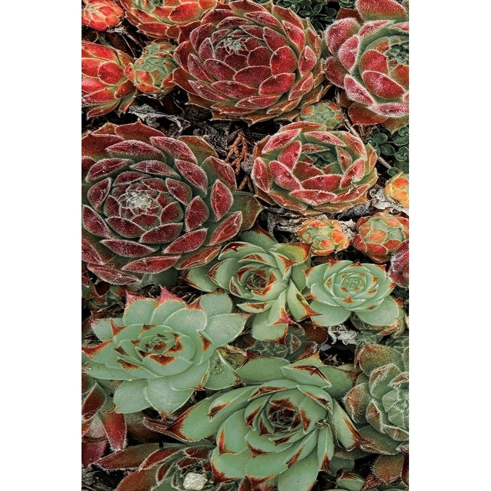 Succulent Collection I Poster Print by Dennis Frates-VARPDX70150 Image 2