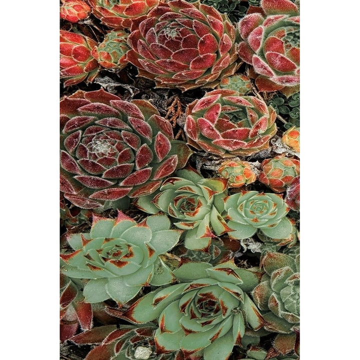 Succulent Collection I Poster Print by Dennis Frates-VARPDX70150 Image 1