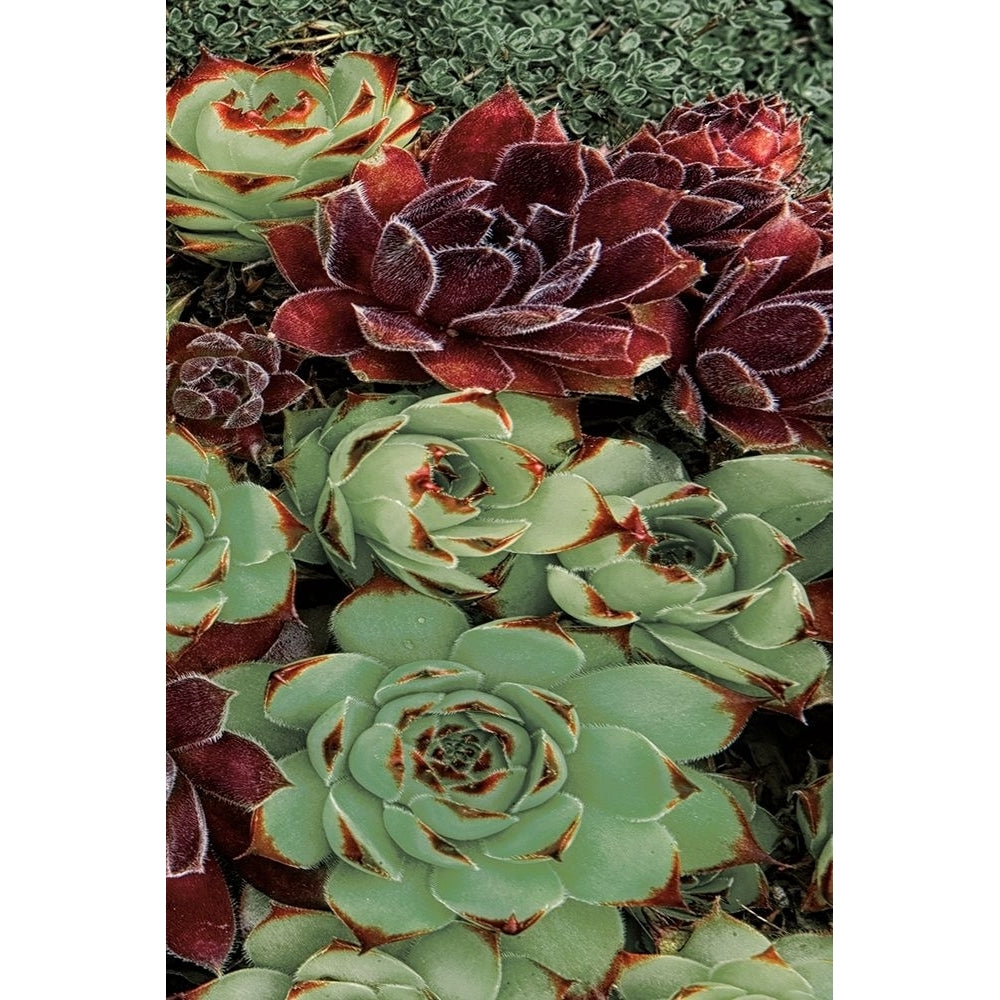 Succulent Collection Iii Poster Print by Dennis Frates-VARPDX70152 Image 2