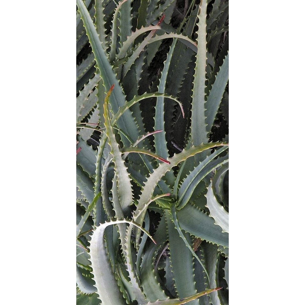 Prickly Cactus Poster Print - Rachel Perry-VARPDX71034Z Image 1