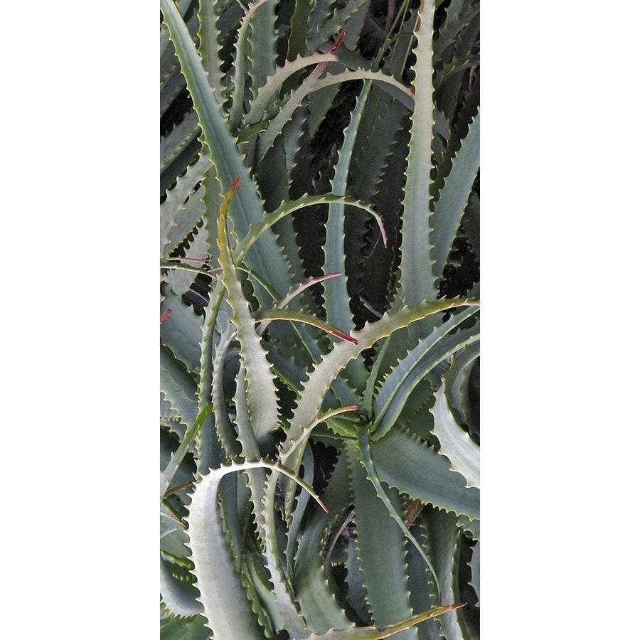 Prickly Cactus Poster Print - Rachel Perry-VARPDX71034Z Image 1