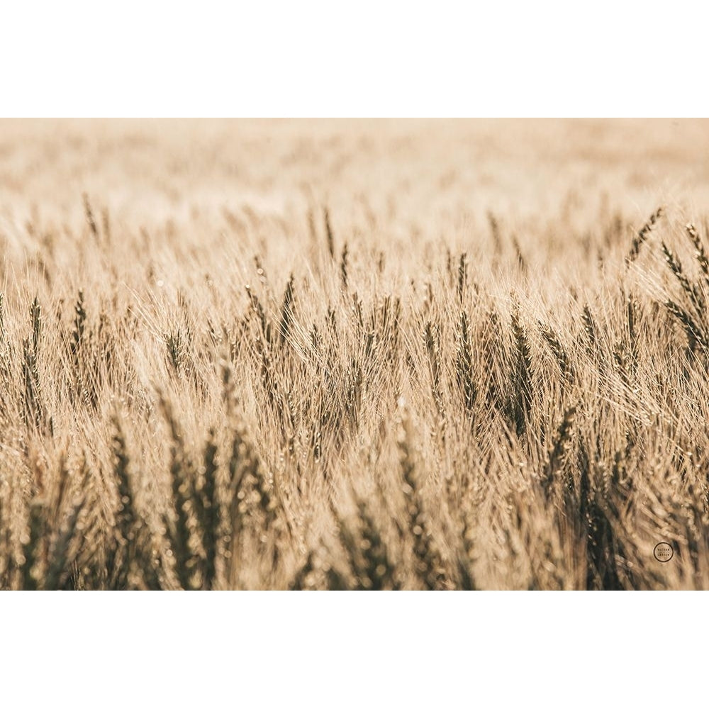 Dakota Wheat Fields Poster Print - Nathan Larson-VARPDX71167 Image 1