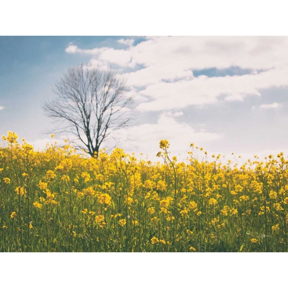 Spring Meadow by Aledanda-VARPDX71239 Image 1