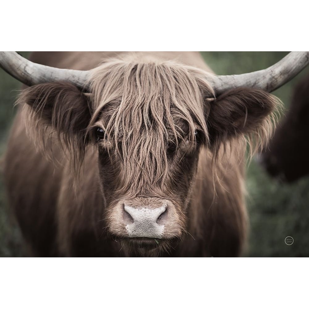 Cow Nose Light Poster Print - Nathan Larson-VARPDX71480 Image 1