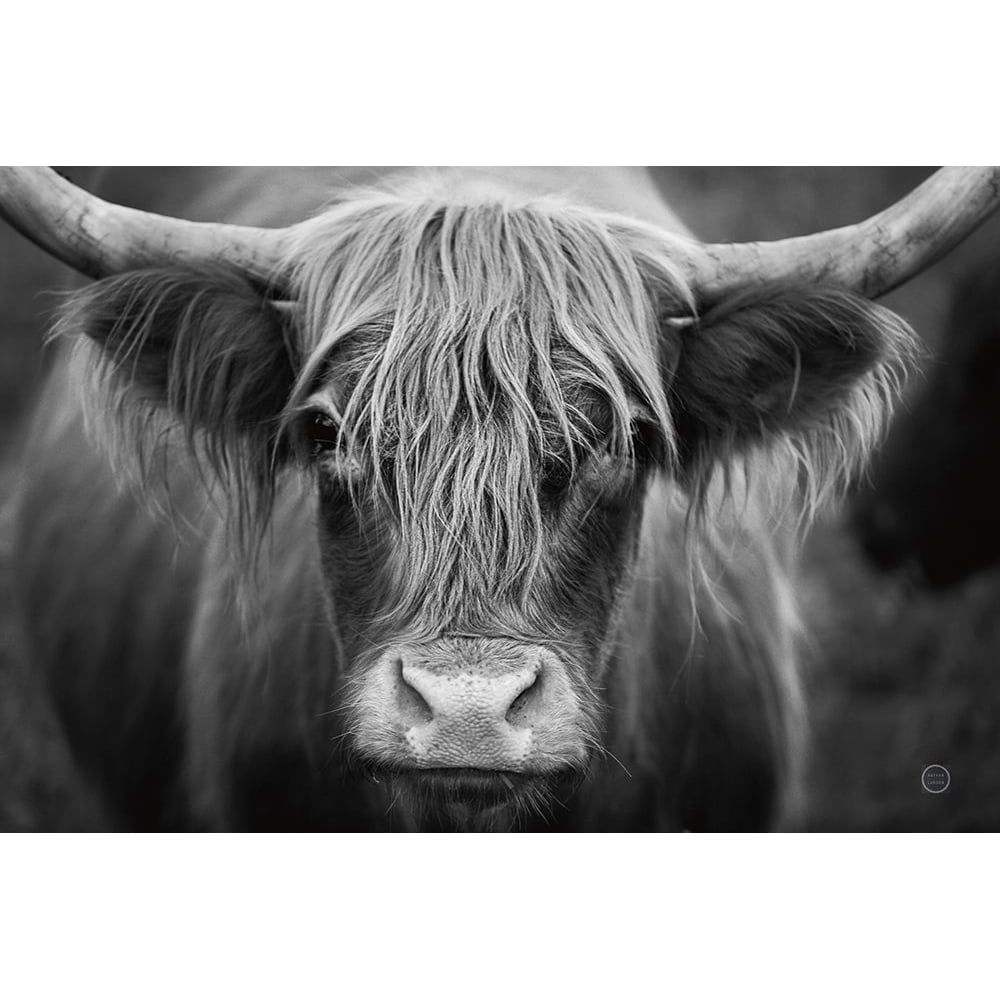 Cow Nose BW Poster Print - Nathan Larson-VARPDX71479 Image 1