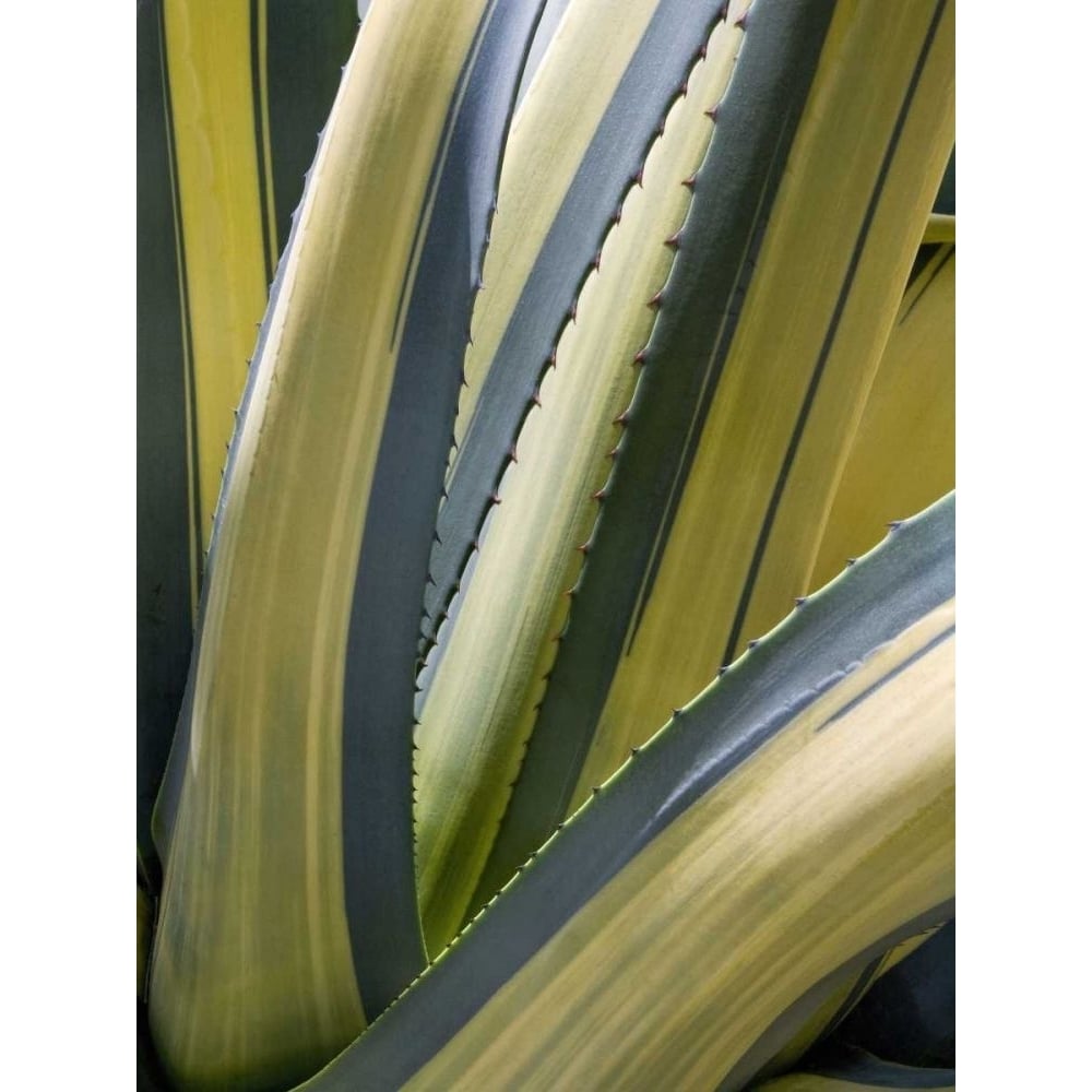 Variegated Agave II Poster Print - Rachel Perry-VARPDX71556Z Image 1