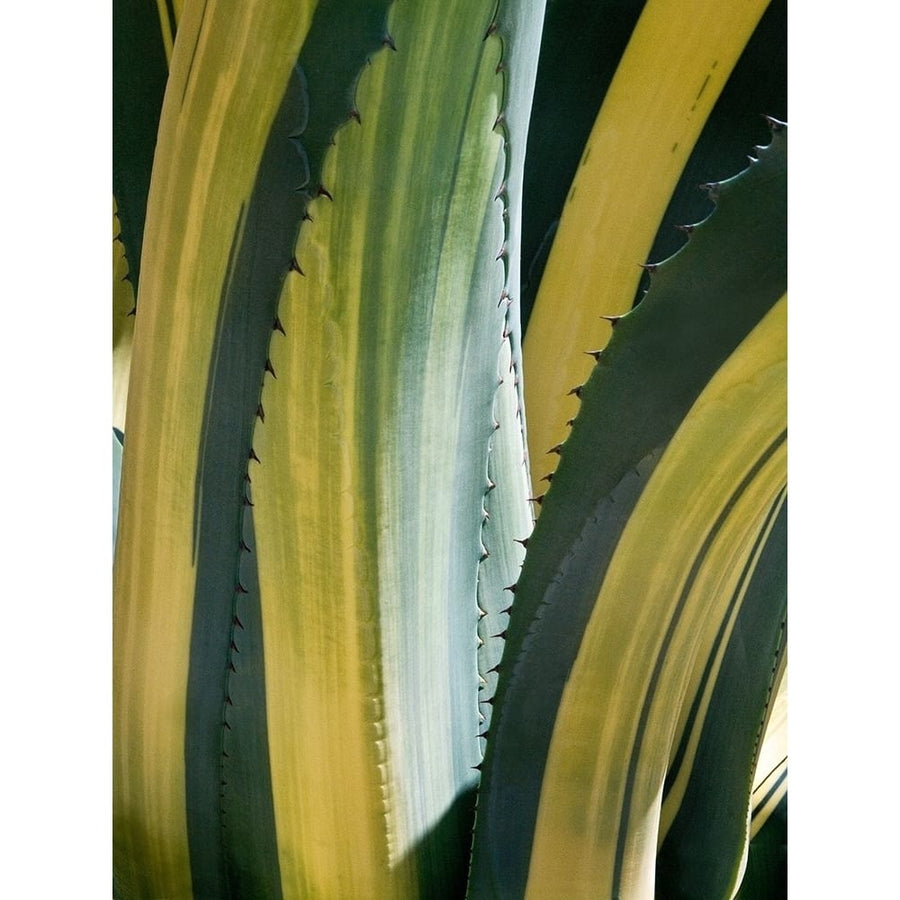 Variegated Agave I Poster Print - Rachel Perry-VARPDX71555Z Image 1