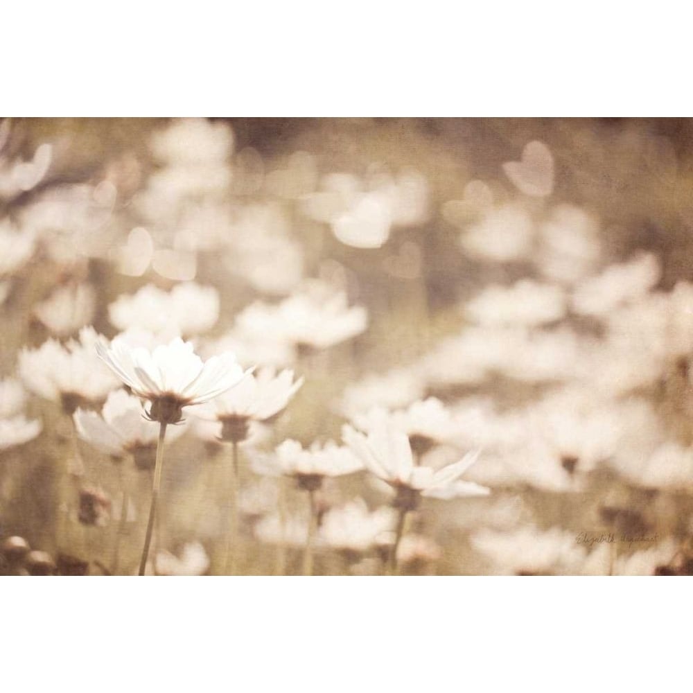 Daisies I Neutral by Elizabeth Urquhart-VARPDX71601 Image 1