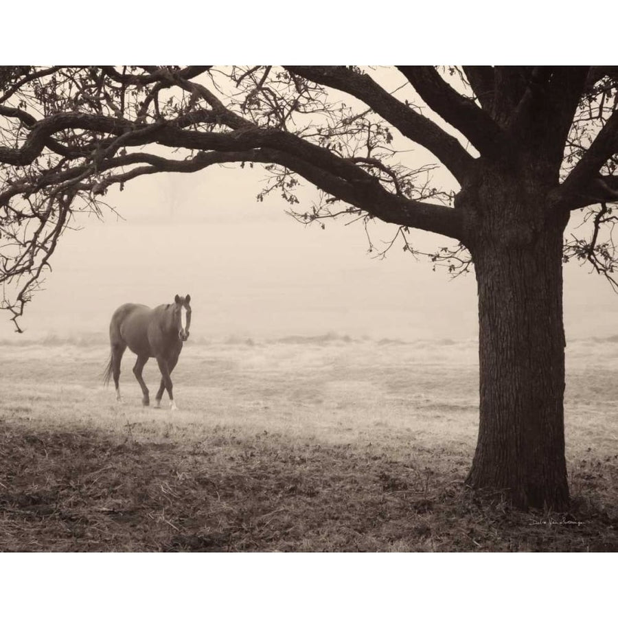 Hazy Horse I by Debra Van Swearingen-VARPDX71668 Image 1