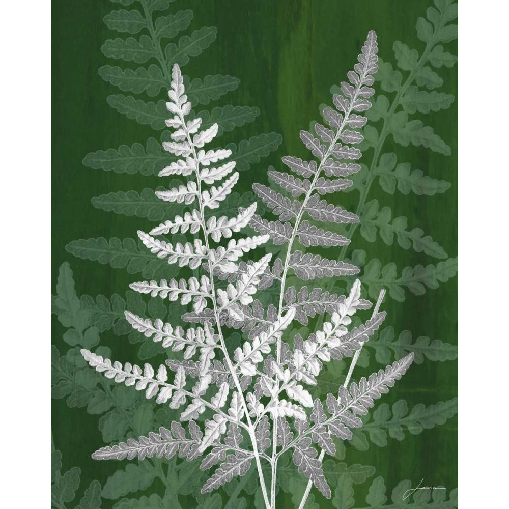 Jewel Ferns IV Poster Print - James Burghardt-VARPDX72000GG Image 1