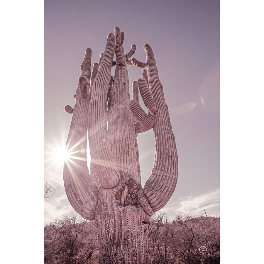 Dusty Desert Saguaro Poster Print - Nathan Larson-VARPDX72032 Image 1