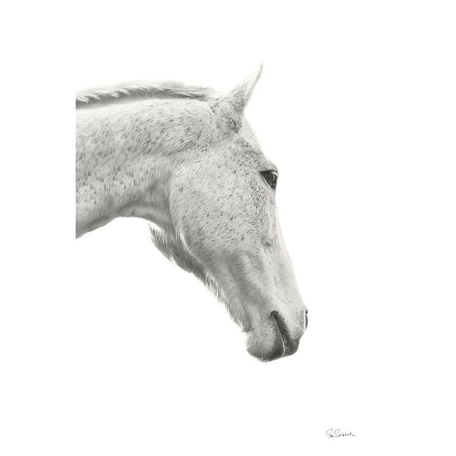 A Horse Named Lady I BW Poster Print - Sue Schlabach-VARPDX72127 Image 1