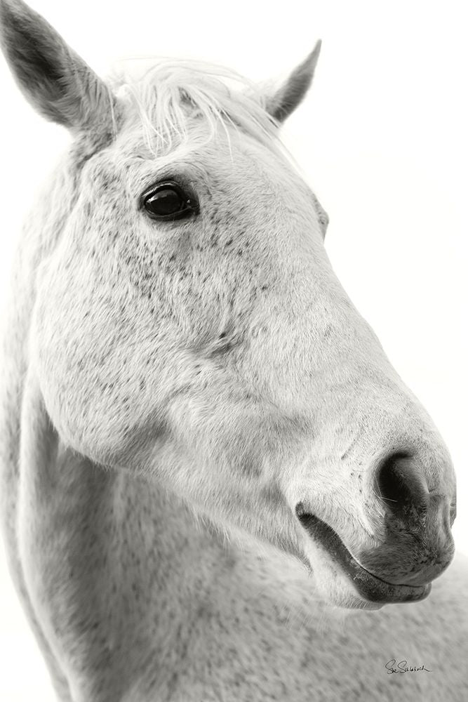 A Horse Named Lady II BW Poster Print - Sue Schlabach-VARPDX72128 Image 1