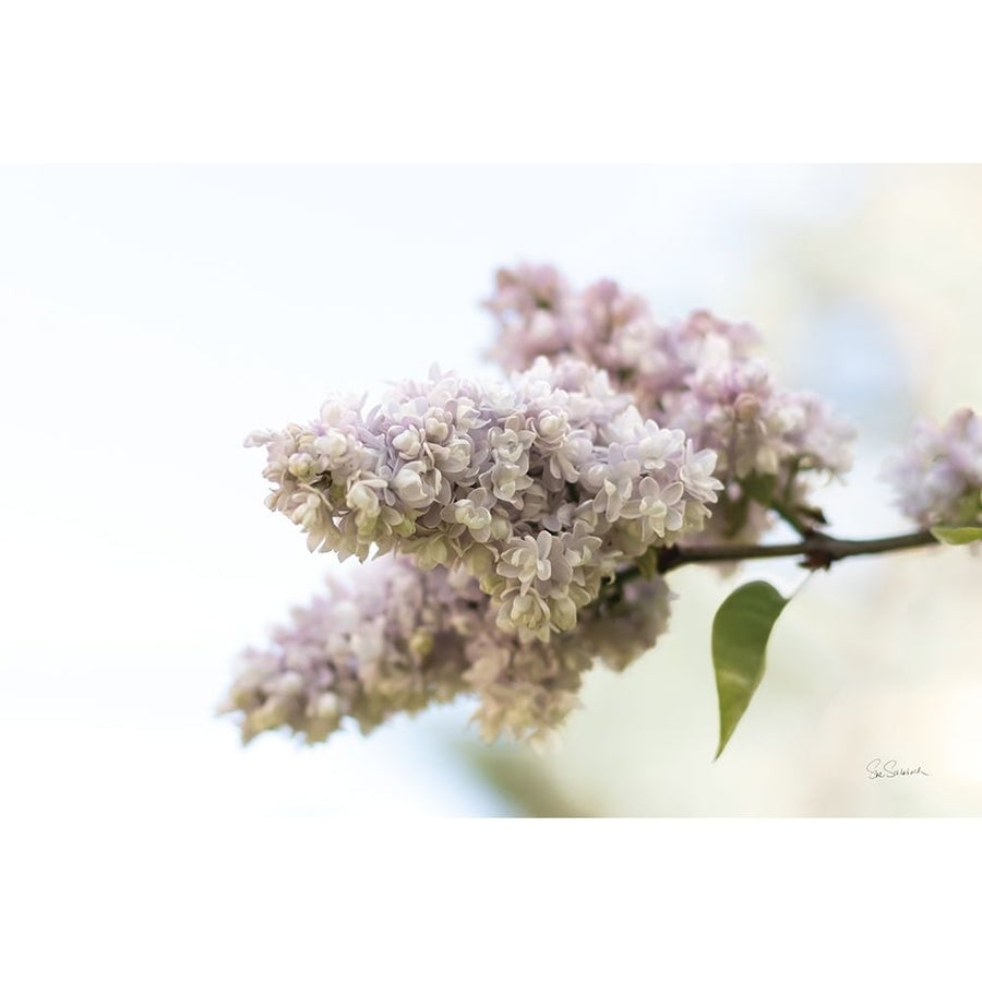 Pale Lilacs II Poster Print - Sue Schlabach-VARPDX72130 Image 1