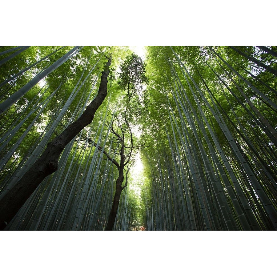 Bamboo Grove Poster Print - Artographie-VARPDX72332 Image 1