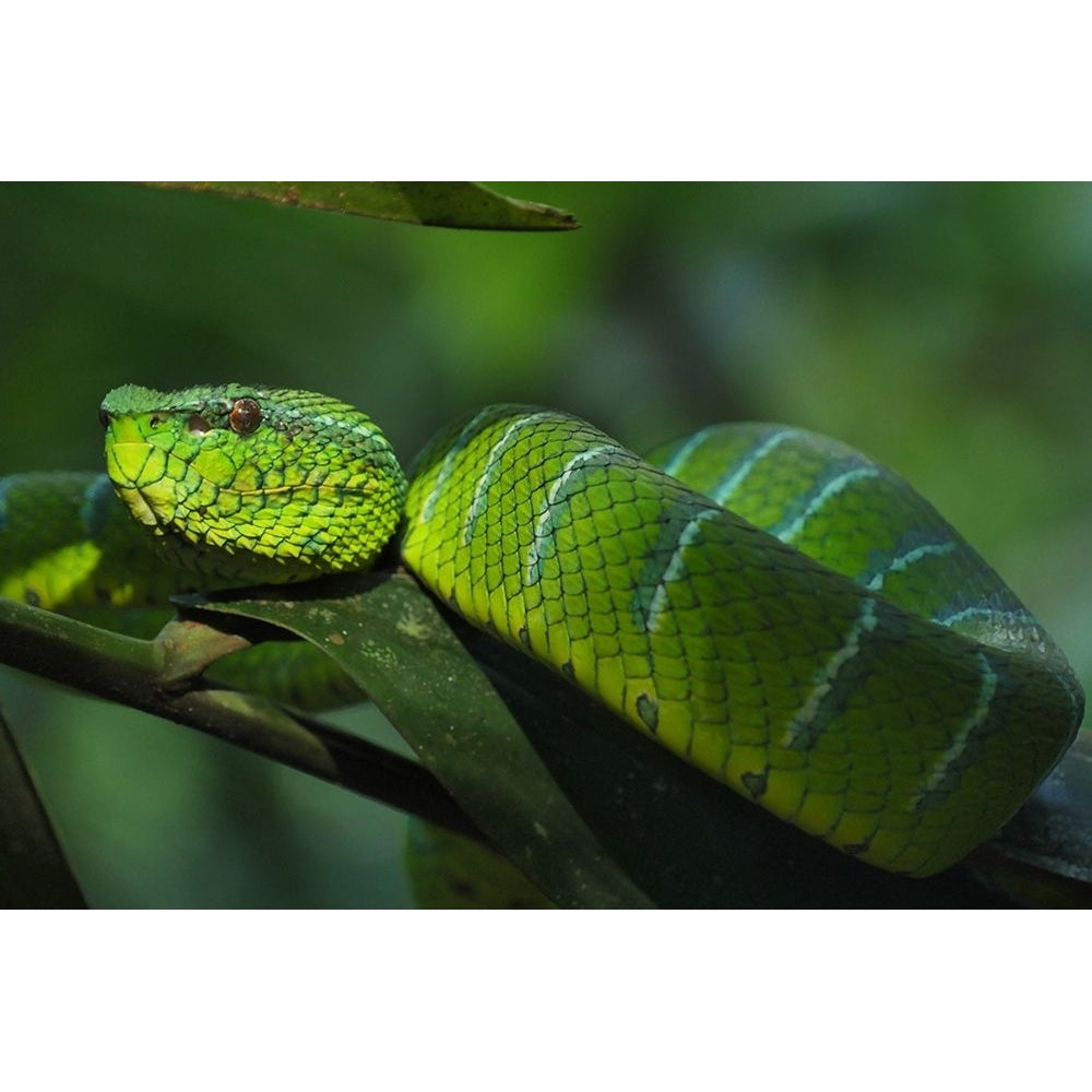 Green Snake Poster Print - Artographie-VARPDX72520 Image 1