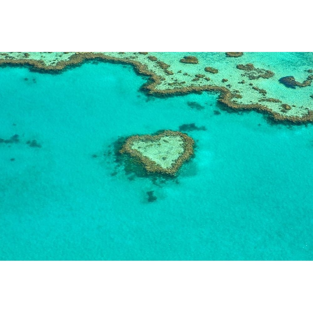 Heart shape coral reef Poster Print - Artographie-VARPDX72526 Image 1