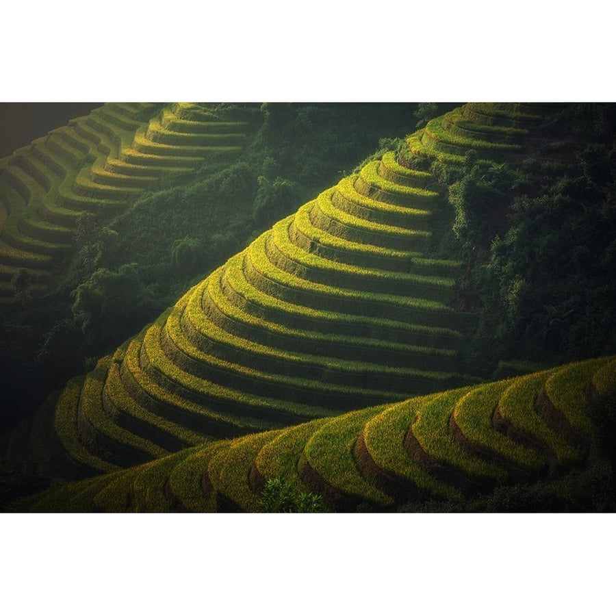 Green Terraces Poster Print - Artographie-VARPDX72521 Image 1