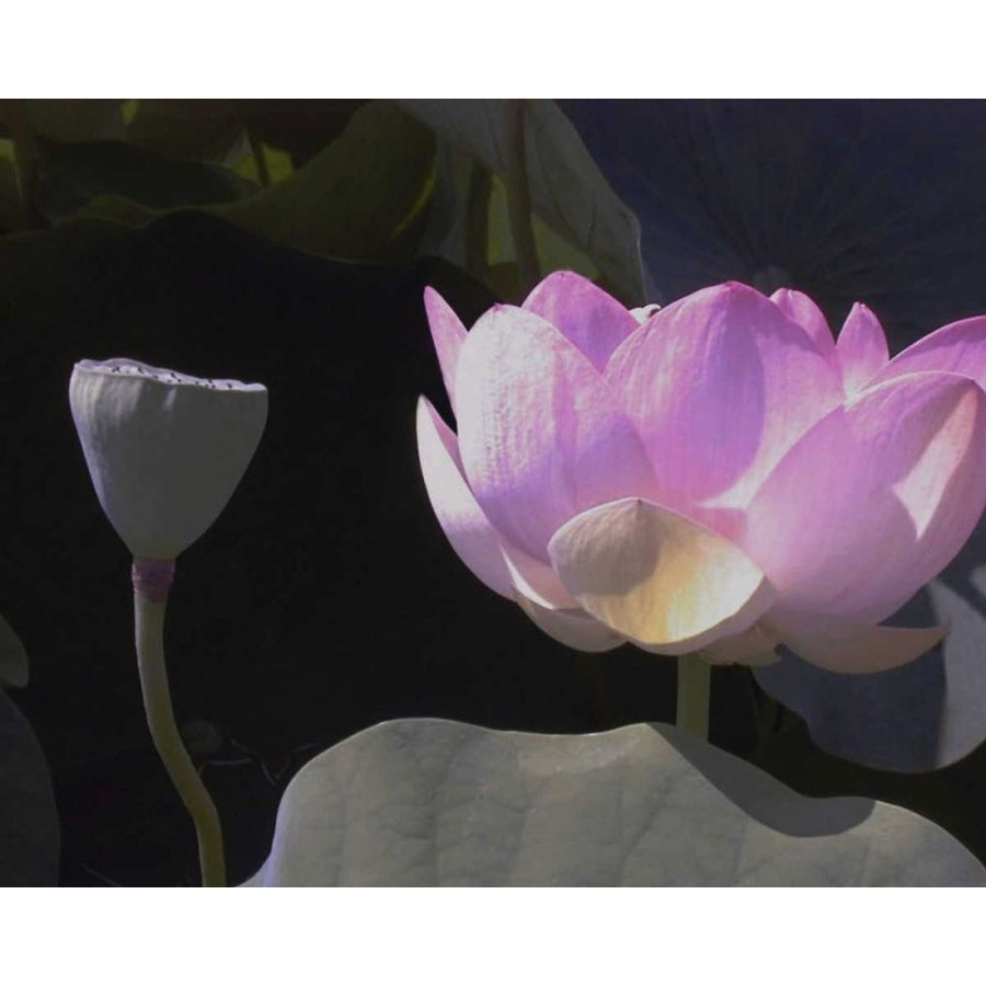 Blushing Lotus III Poster Print - Jim Christensen-VARPDX72638GG Image 1