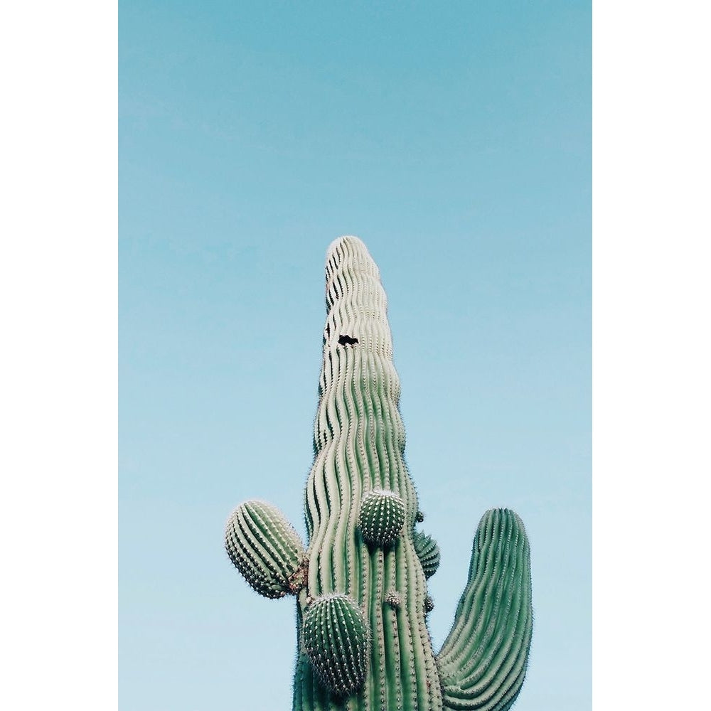 Saguaro Cactus Arizona Poster Print - Artographie-VARPDX72683 Image 1