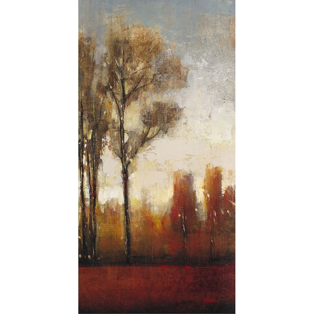 Tall Trees II Poster Print - Tim OToole-VARPDX72768L Image 1