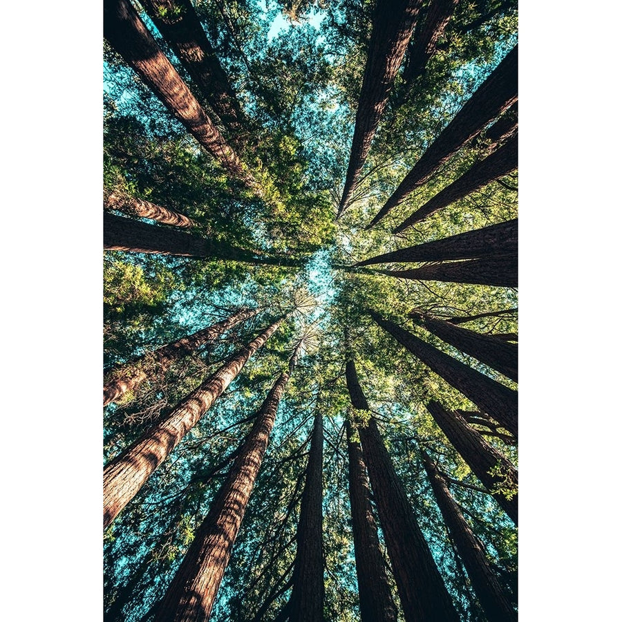 Treetops at Yosemite National Park United States Poster Print - Artographie-VARPDX72791 Image 1