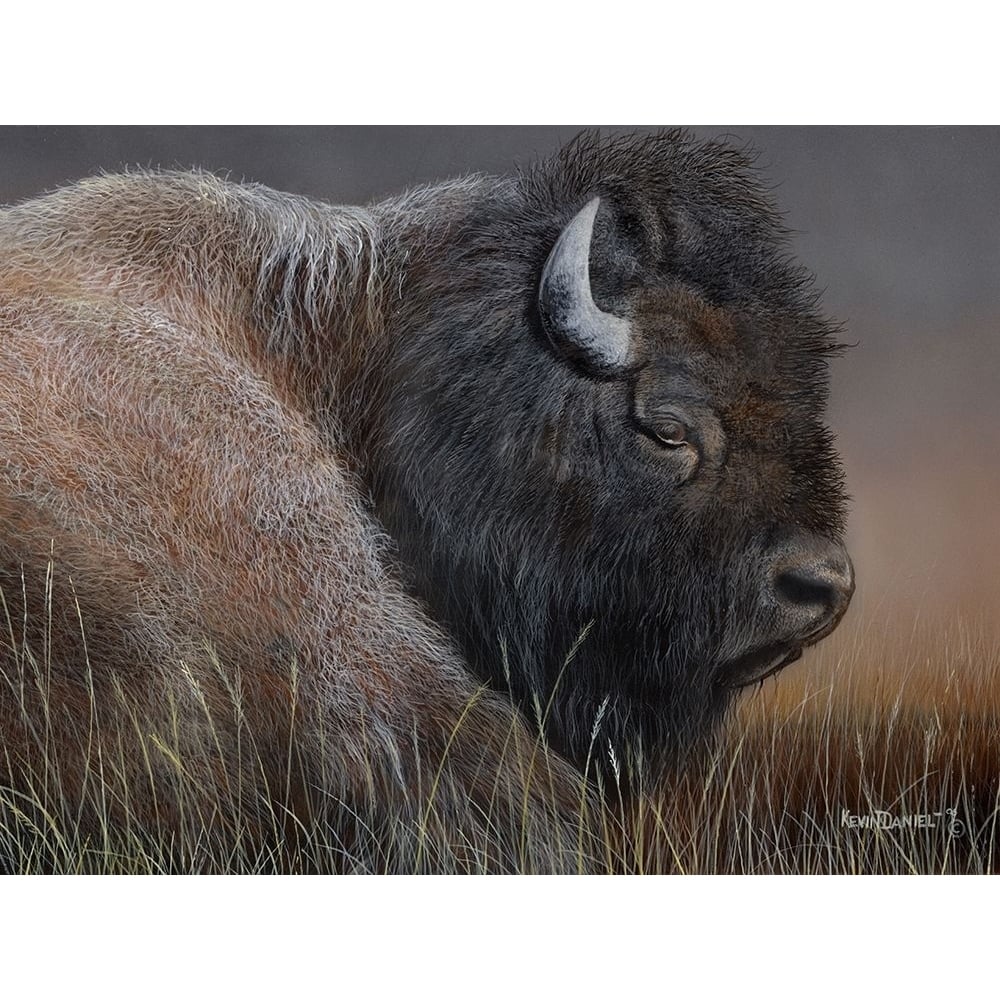 American Icon- Bison Poster Print - Kevin Daniel-VARPDX72805GG Image 1