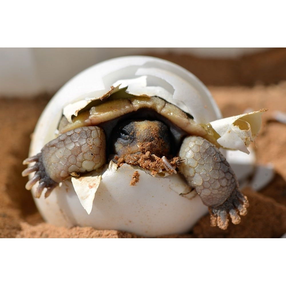 Baby Desert Tortoise Hatchling Poster Print - Artographie-VARPDX73054 Image 1