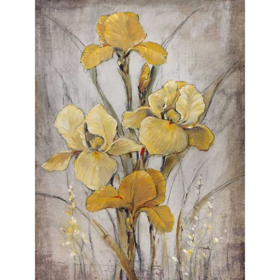 Golden Irises I Poster Print - Tim OToole-VARPDX73053GG Image 1