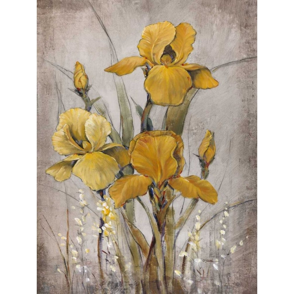 Golden Irises II Poster Print - Tim OToole-VARPDX73054GG Image 1