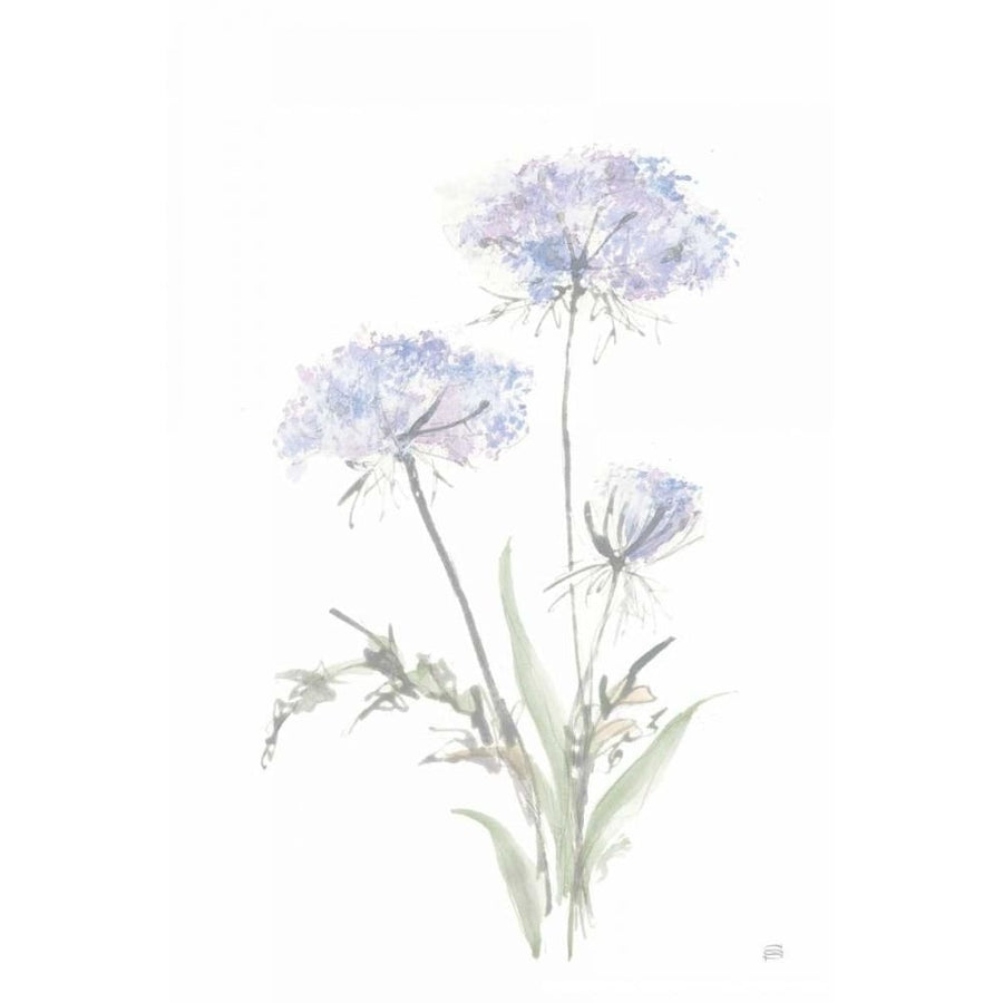 Tall Queen Annes Lace I by Chris Paschke-VARPDX73077 Image 1