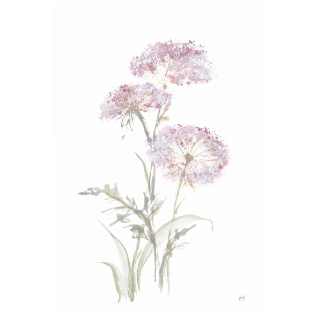 Tall Queen Annes Lace III by Chris Paschke-VARPDX73079 Image 1