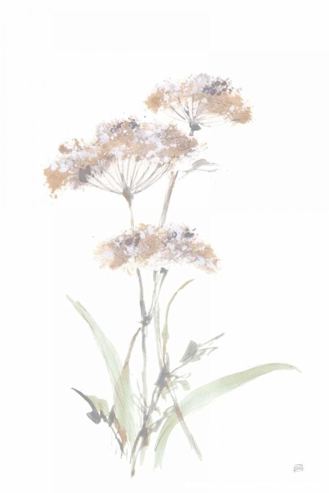 Tall Queen Annes Lace IV by Chris Paschke-VARPDX73080 Image 1