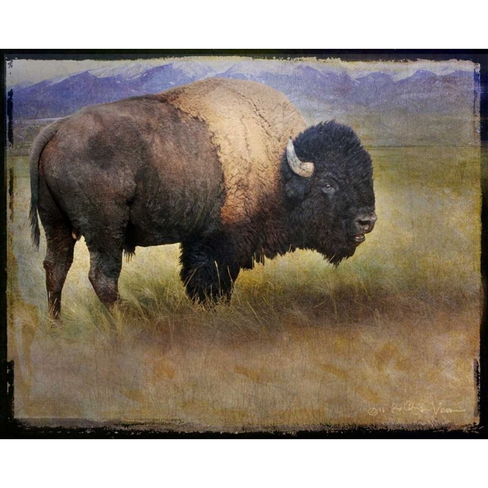 Bison Portrait II Poster Print - Chris Vest-VARPDX73186GG Image 1