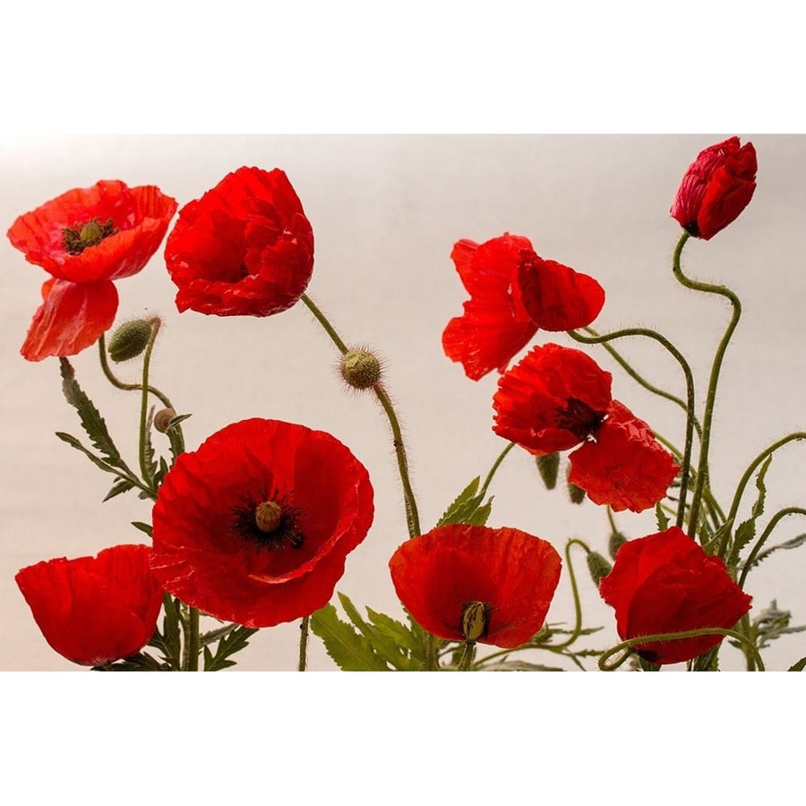 Red Poppies I Poster Print - Artographie-VARPDX73305 Image 1