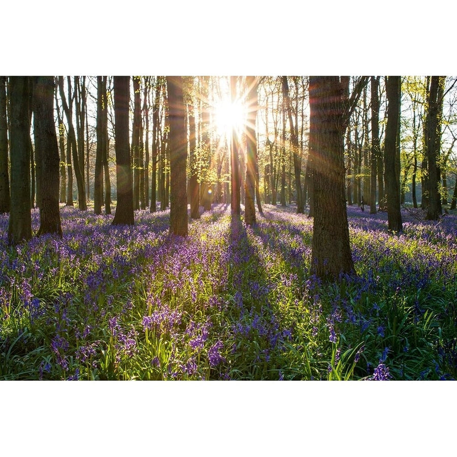 Spring Forest Morning Poster Print - Artographie-VARPDX73337 Image 1