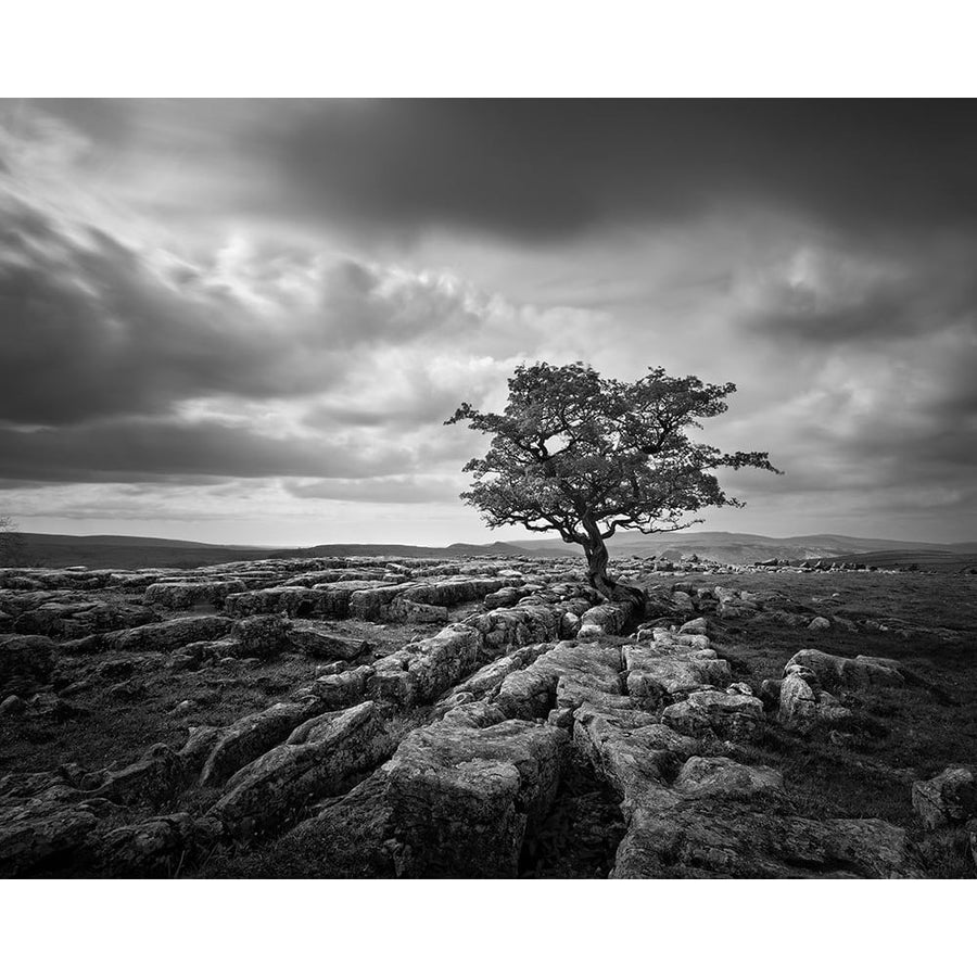 Pavement and Tree I Poster Print - Martin Henson-VARPDX73489GG Image 1