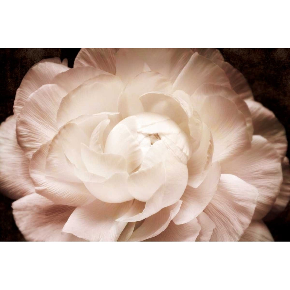 Elegant Ranunculus I Poster Print - Christine Zalewski-VARPDX73860GG Image 1