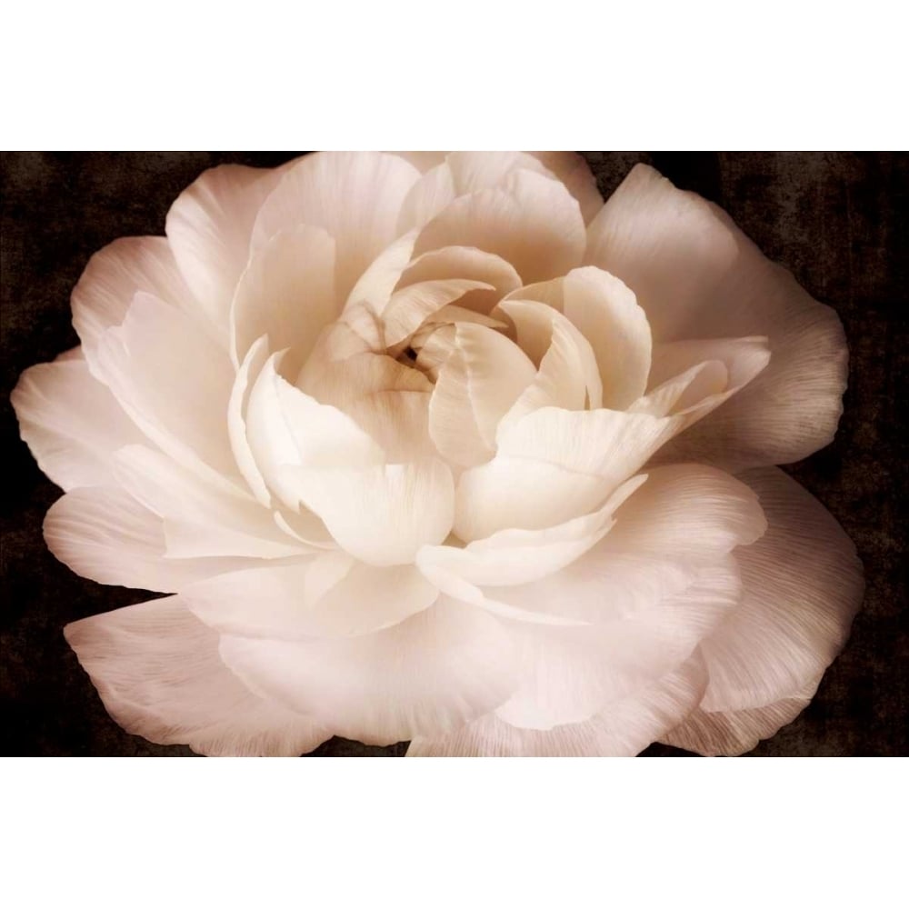 Elegant Ranunculus II Poster Print - Christine Zalewski-VARPDX73861GG Image 1