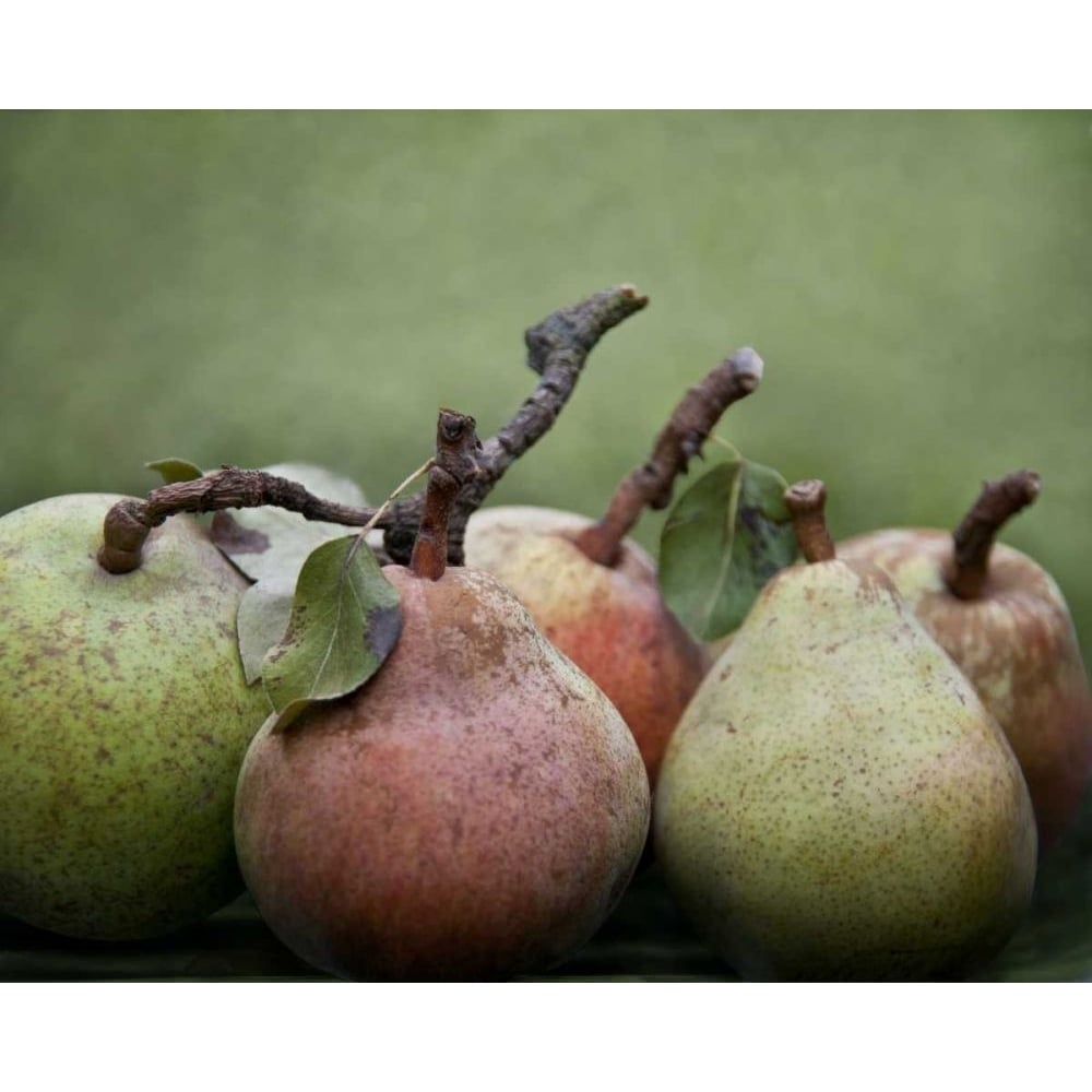 Comice Pears I Poster Print - Rachel Perry-VARPDX73912GG Image 1