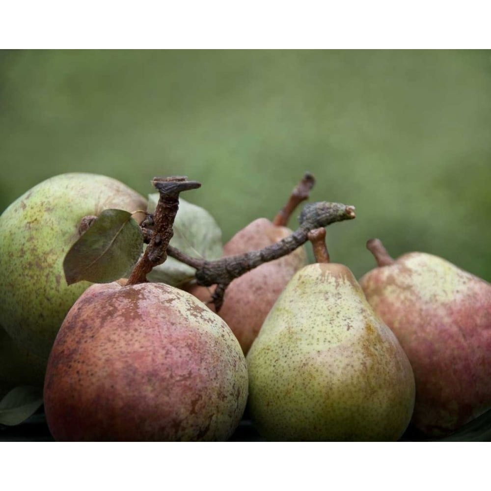 Comice Pears II Poster Print - Rachel Perry-VARPDX73913GG Image 1