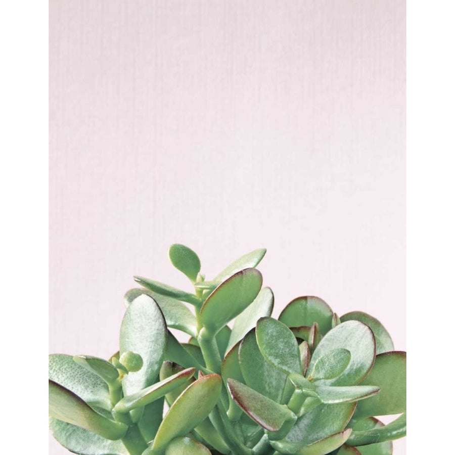 Succulent Simplicity Soft III Crop by Felicity Bradley-VARPDX73944 Image 1