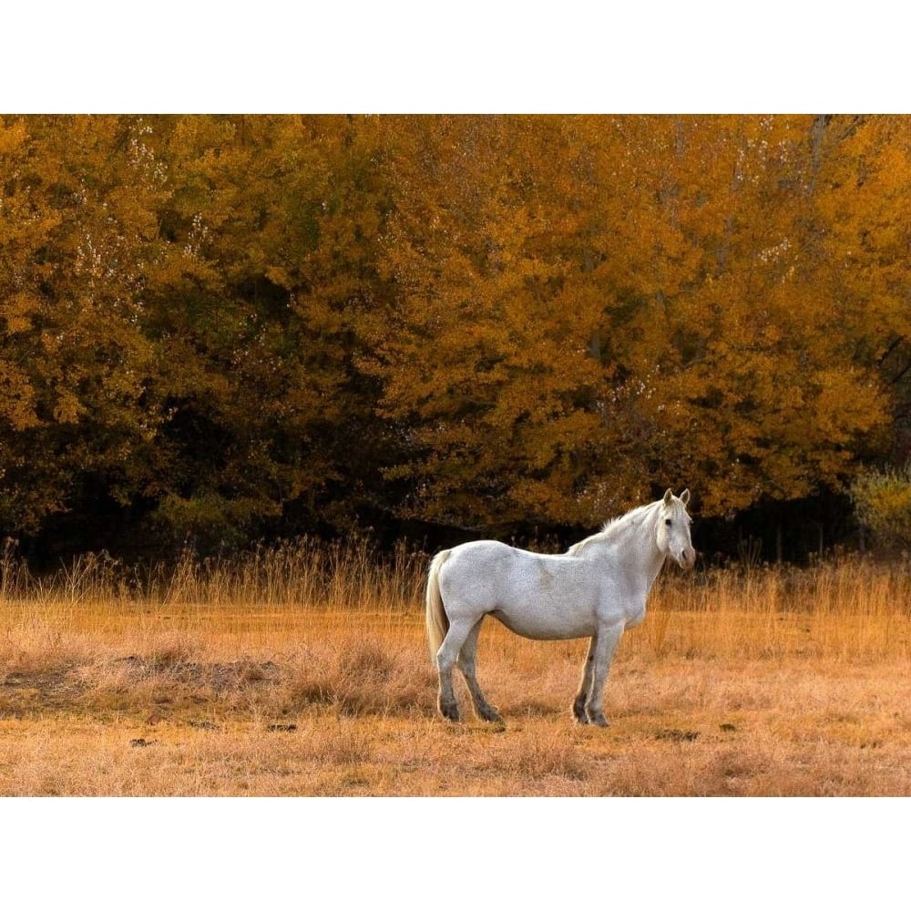 White Horse Poster Print - Colby Chester-VARPDX74135GG Image 1