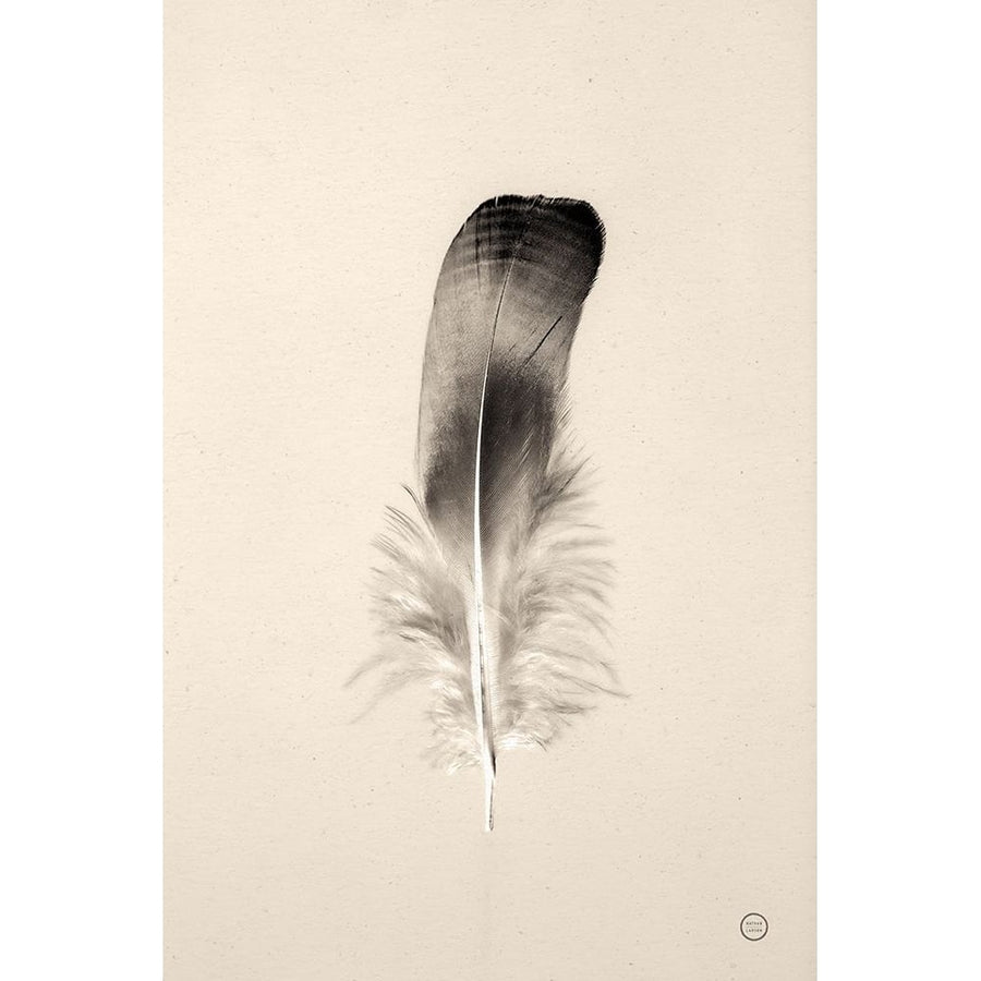 Floating Feathers IV Sepia Poster Print - Nathan Larson-VARPDX74149 Image 1