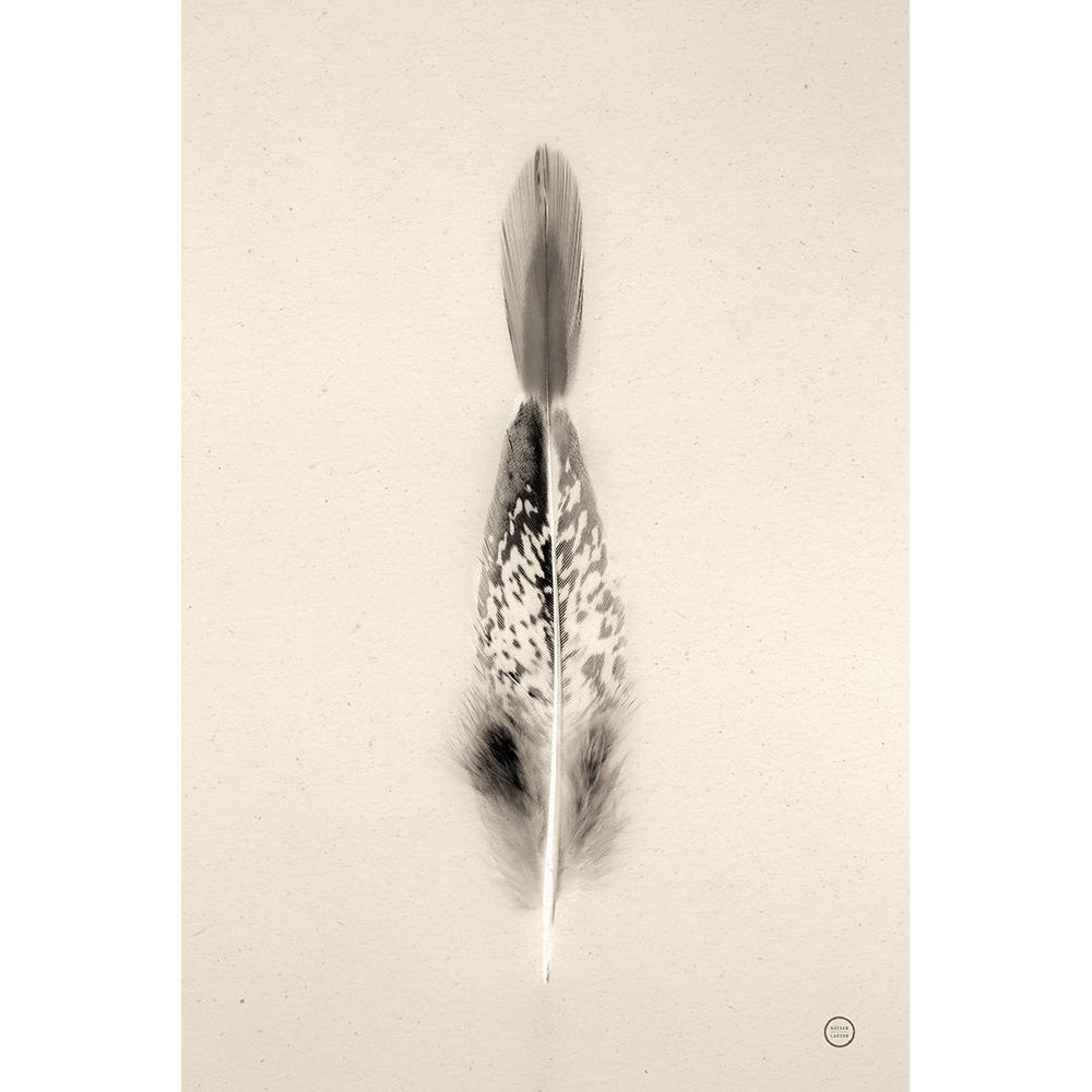 Floating Feathers I Sepia Poster Print - Nathan Larson-VARPDX74146 Image 1