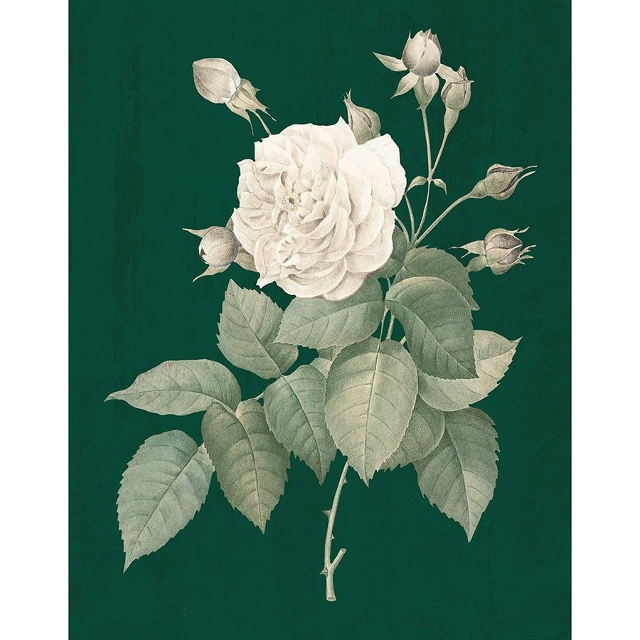 White Roses on Green I Poster Print - Wild Apple Portfolio-VARPDX74248 Image 1