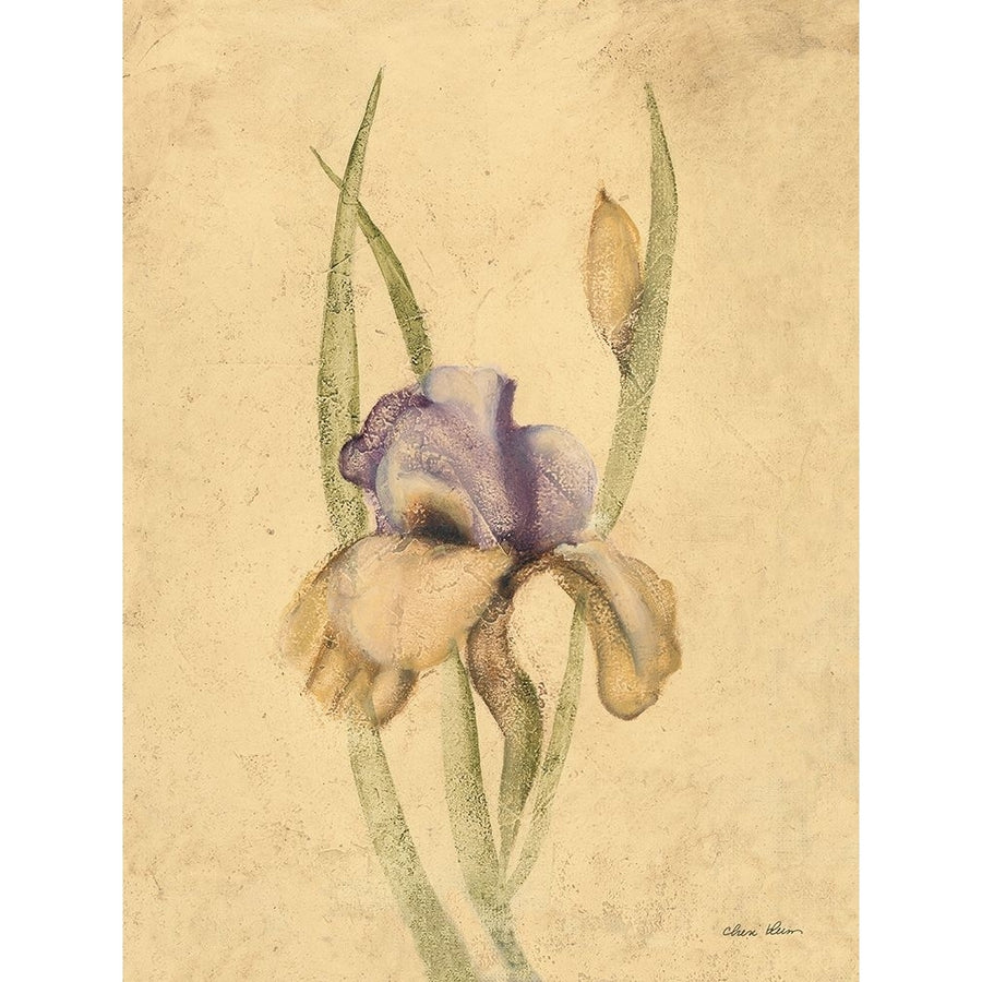 Lady Mohr Iris Poster Print - Cheri Blum-VARPDX7436 Image 1