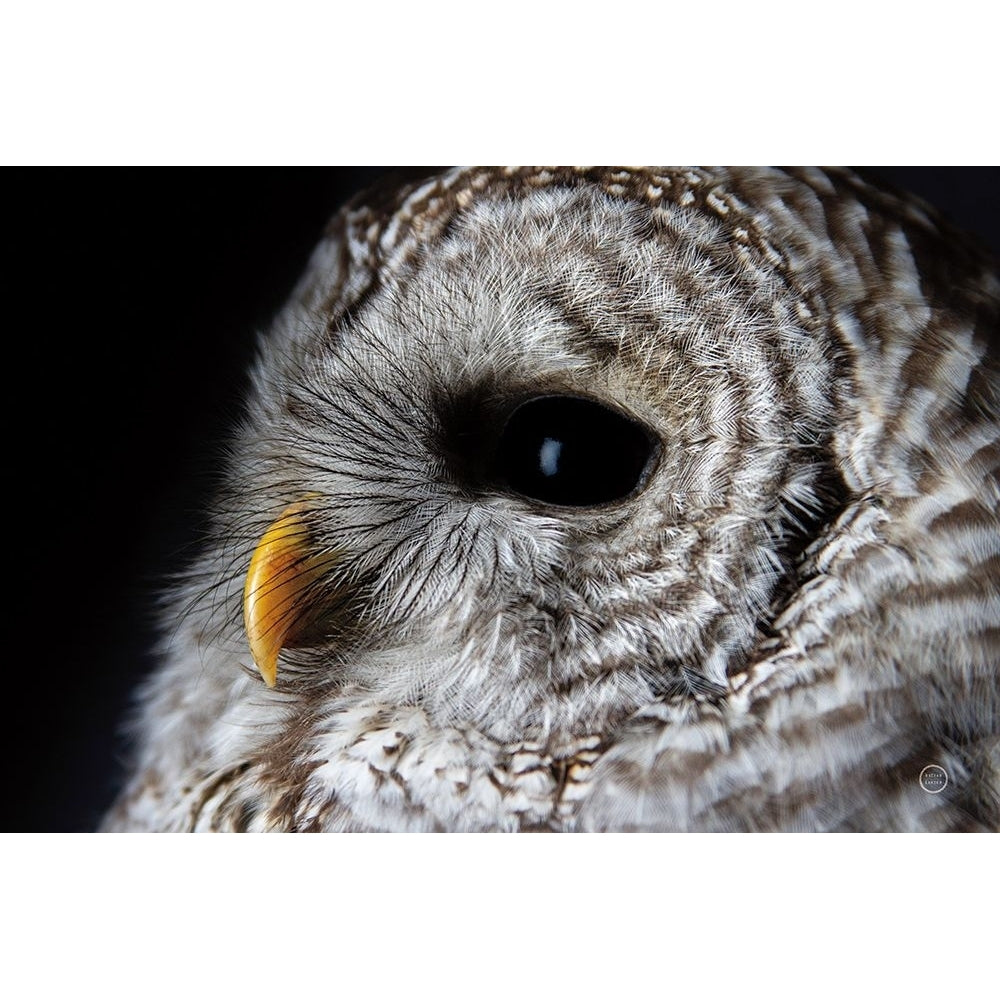 Barred Owl Portrait Poster Print - Nathan Larson-VARPDX74413 Image 1