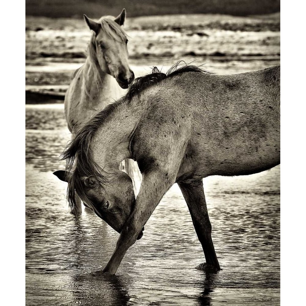 Beach Horses I Poster Print - David Drost-VARPDX74629GG Image 1