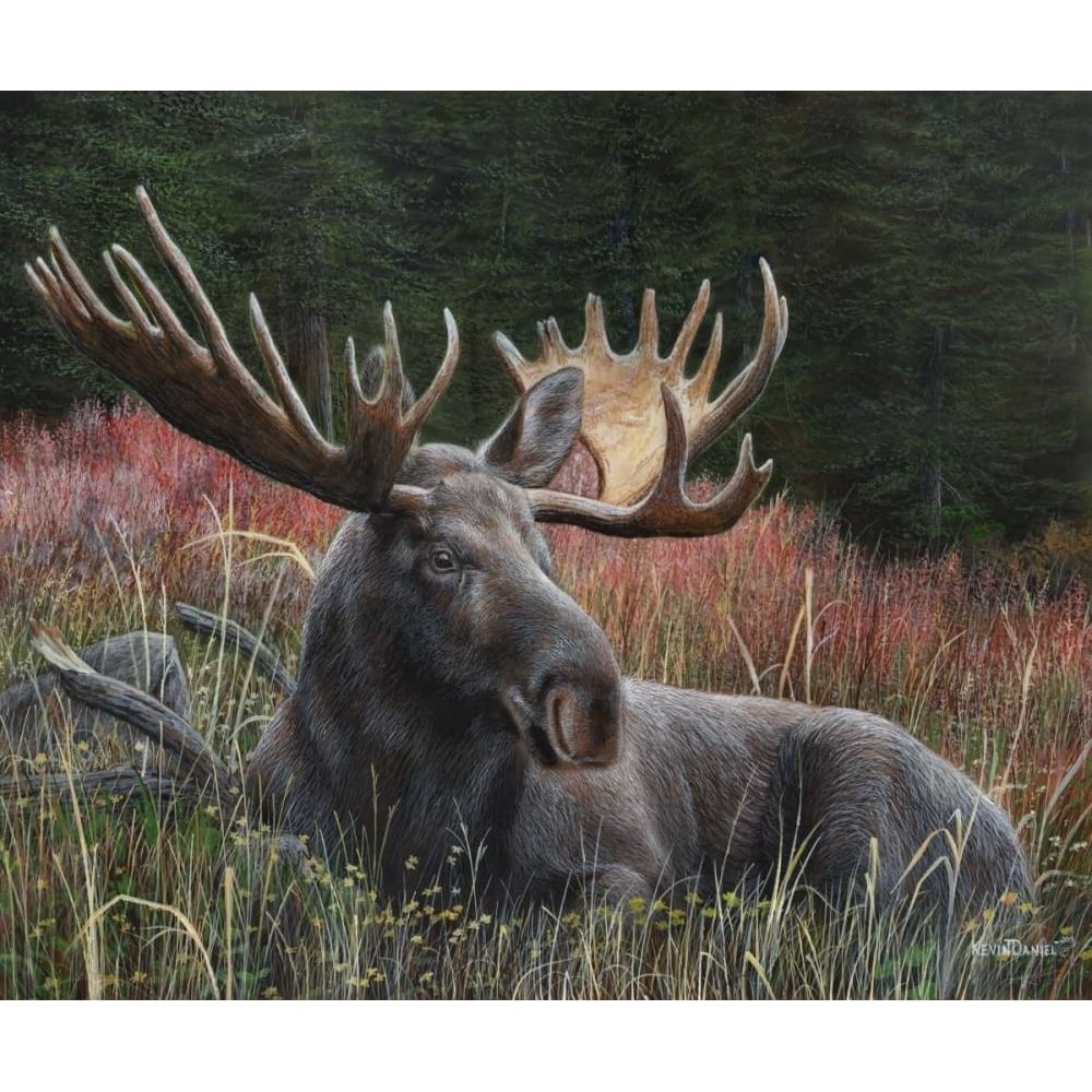 Recumbent Moose Poster Print - Kevin Daniel-VARPDX74648GG Image 1